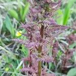 Pedicularis palustris ഇല