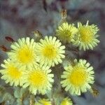 Andryala integrifolia Blüte