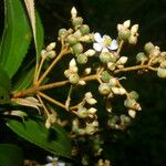 Miconia xalapensis Kvet