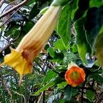 Brugmansia sanguinea 花