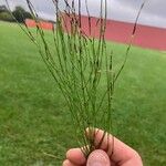 Equisetum palustreᱥᱟᱠᱟᱢ