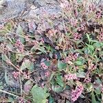 Polygonum persicariaKwiat