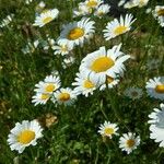 Leucanthemum ircutianumŽiedas