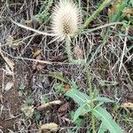 Dipsacus sativus Leaf