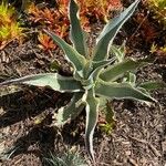 Agave shaferi Листок