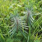 Euphorbia lathyris Lapas