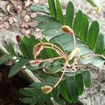 Hymenostegia viridiflora Fruit