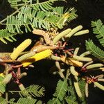 Vachellia collinsii Habitus