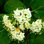 Viburnum lantana花