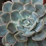 Echeveria lilacina Lapas