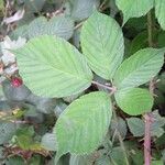 Rubus polyanthemus Lehti