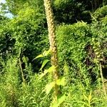 Verbascum densiflorumFlower