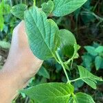 Asystasia intrusa Liść