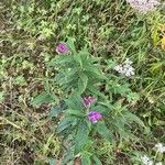 Epilobium angustifoliumVirág