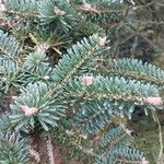 Abies homolepis Leaf