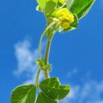 Medicago lupulina Blatt