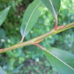 Salix × mollissima