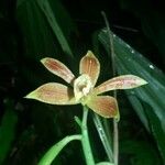 Phaius tetragonus Flower