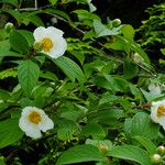 Stewartia pseudocamellia Flor