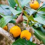 Crataegus mexicana Fruct
