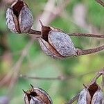 Hypericum hircinum Vrucht