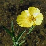 Ranunculus lingua Blad