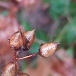 Penstemon laevigatus Fruit