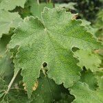 Abutilon vitifolium Folha