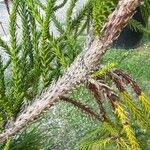 Cryptomeria japonica Rinde