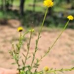 Erigeron foliosus Кветка