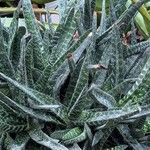 Gasteria carinata Habit