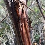 Adenostoma sparsifolium Bark