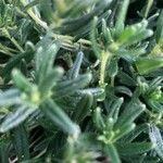 Glandora prostrata 葉