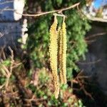 Corylus avellana 花