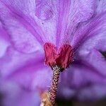 Rhododendron saluenense Flower