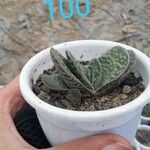 Gasteria pillansii Yaprak