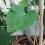 Stictocardia beraviensis Leaf
