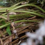 Polystichum imbricans Habit