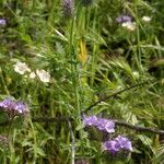 Phacelia ramosissima Pokrój