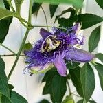Passiflora incarnata Fleur
