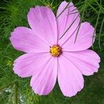 Cosmos bipinnatus Flor