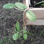 Hoya australis Costuma