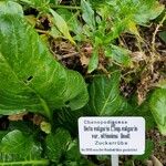 Beta vulgaris Other