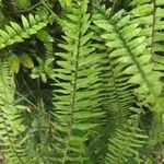 Nephrolepis undulata Blatt