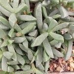 Carruanthus ringens Leaf