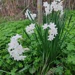 Narcissus papyraceus 整株植物