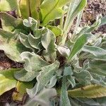 Dianthus cruentus Hoja