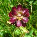 Prunella hastifolia Fula