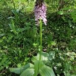 Orchis purpureaBlomma