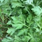 Artemisia princeps List